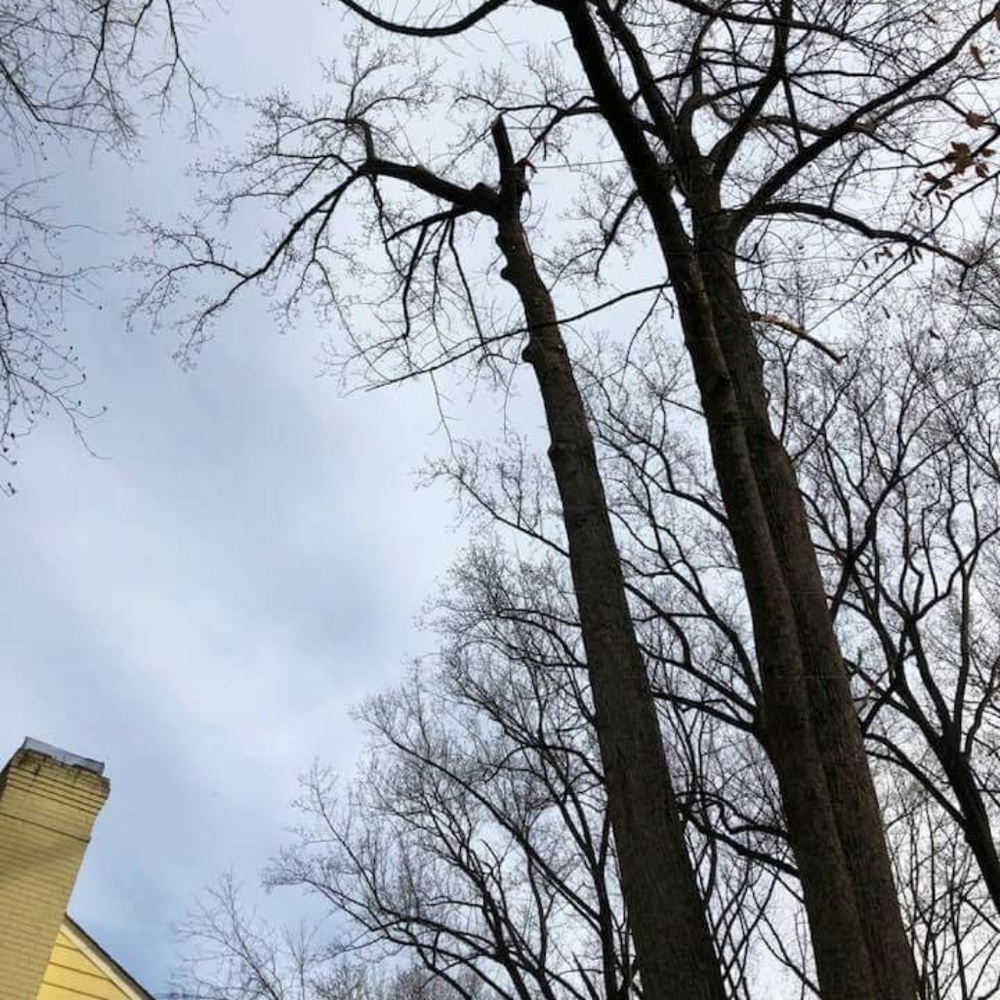 I remove  trees beautifull people - Picture 3 of 5